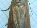 Mythimna unipuncta