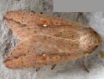 Mythimna unipuncta