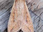 Mythimna unipuncta