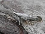 Coleophora anatipennella
