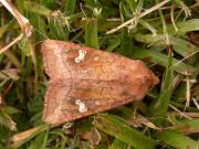 Amphipoea lucens
