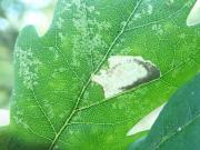 Ectoedemia albifasciella