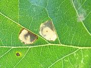 Ectoedemia albifasciella