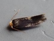 Ectoedemia albifasciella