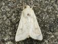 Mythimna vitellina