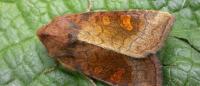 Amphipoea lucens