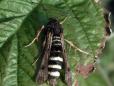 Pennisetia hylaeiformis