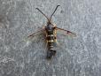 Synanthedon vespiformis