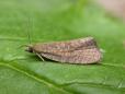 Celypha rufana