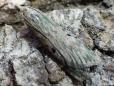 Aphomia sociella