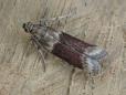 Cryptoblabes bistriga