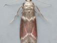 Cryptoblabes bistriga