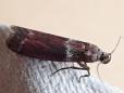 Cryptoblabes bistriga