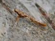 Caloptilia betulicola