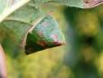 Parornix anglicella