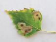Ectoedemia occultella