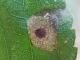 Ectoedemia occultella