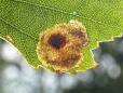 Ectoedemia occultella