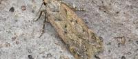 Bryotropha terrella