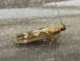 Caryocolum marmorea
