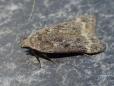 Anacampsis populella