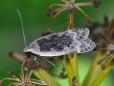 Anacampsis populella