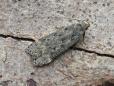 Anacampsis populella